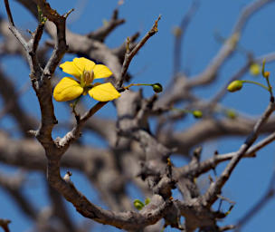 Tsianampetsoa Flower Xxx Yellow