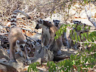Tsianampetsoa Lemur Ring Tailed