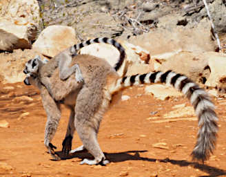 Tsianampetsoa Lemur Ring Tailed