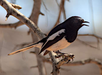 Tsianampetsoa Bird Magpie Robin