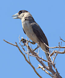 Tsianampetsoa Bird Lafresnayes Vanga