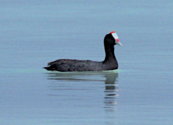 Tsianampetsoa Bird Red Knobbed Coot