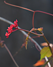 Tsingy Flower Xxx Red PA250511