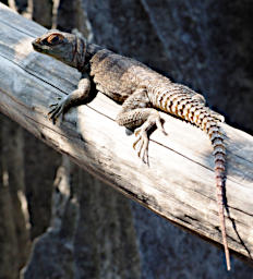 Tsingy Lizard Curviers Swift PA250513