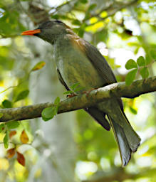 Tsingy Bird MGBulbul PA260567