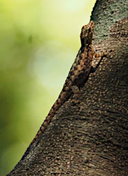 Tsingy Lizard Xxx PA260573