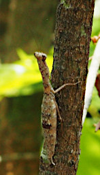Tsingy Bug Praying Mantis PA260578