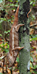 Tsingy Chameleon Xxx Oustalets PA260585