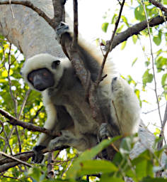 Tsingy Lemur Deckens Sifaka Kid PA260616