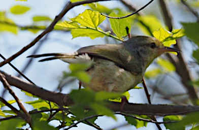 Tsingy Bird Xxx PA260617