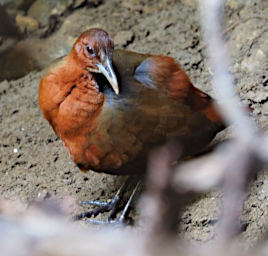 Tsingy Bird Tsingy Wood Rail PA260634