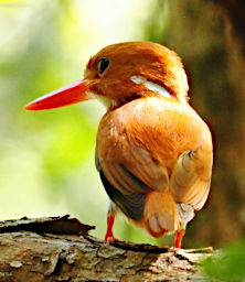 Tsingy Bird MGPygmy Kingfisher PA270650