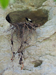 Tsingy Bird Hook Billed Vanga Nest PA270658