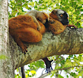 Tsingy Lemur Red Fronted Brown WKid PA270679