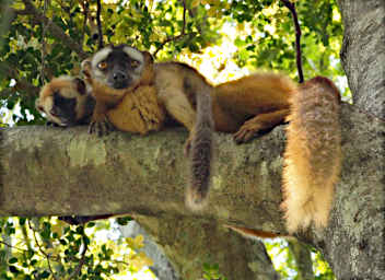 Tsingy Lemur Red Fronted Brown WKid PA270683