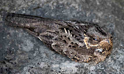 Tsingy Bird MGNightjar