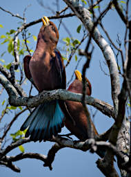 Tsingy Bird Broad Billed Roller