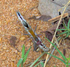 Zombitse Ant WCaterpillar