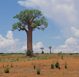 Zombitse Baobabs