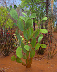 Zombitse Plant Prickly Pear