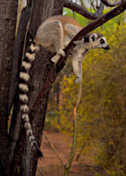 Zombitse Lemur Ring Tailed Maki