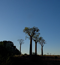 Zombitse Baobabs Sunrise