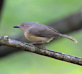 Zombitse Bird Xxx Common Newtonia