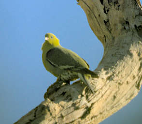 Zombitse Bird MGGreen Pigeon