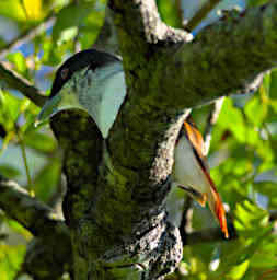 Zombitse Bird Rufous Vanga F