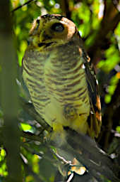 Zombitse Bird White Browed Owl