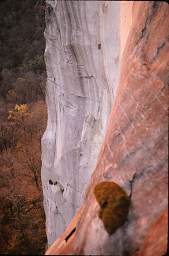 Wall Above Roof From100Ft Above Tree