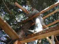 Ruesha working on Tree House