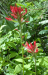 Indian Paintbrush