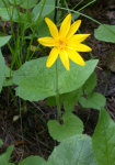 Arnica