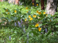 Lupine Arrowleaf Balsamroot