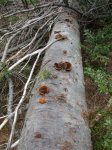 Tree Fungi