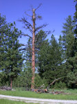 Lightning Killed Tree