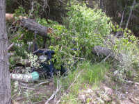 Cottonwood Tree on Pump