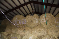 Kids sitting on haystack