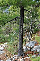 Killarney Crack Hike Woodpecker Tree