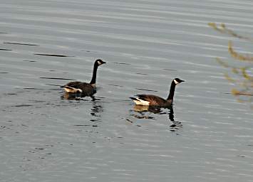 Killarney Geese