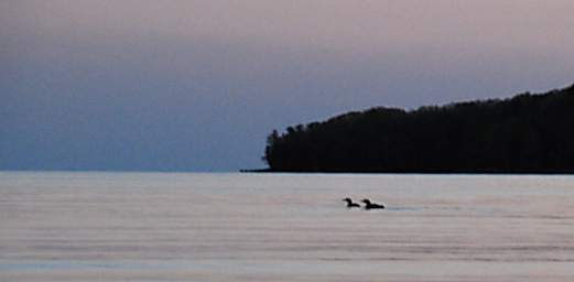 Loons Lake Superior