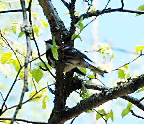 Lake Superior Agawa Rock Bird