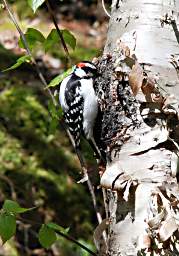 Lake Superior Agawa Rock Downey Woodpecker