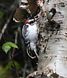 Lake Superior Agawa Rock Downey Woodpecker