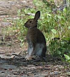 Sleeping Giant Snowshoe Hare