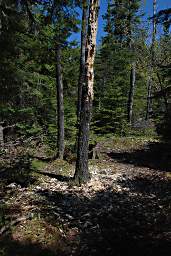 Sleeping Giant Woodpecker Tree