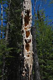 Sleeping Giant Woodpecker Tree