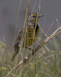 Meadowlark