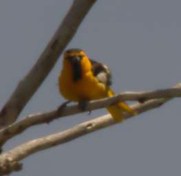 Bullocks Oriole